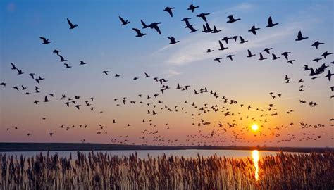 Le Dalian Shengjing Wetlands Park, un paradis d'oiseaux migrateurs et de paysages époustouflants !