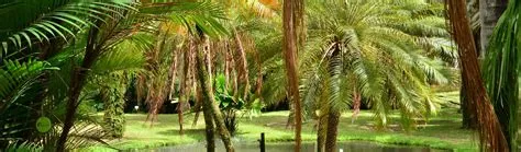 Le Jardin Botanique de Yancheng, une oasis verdoyante pour les amoureux de la nature !