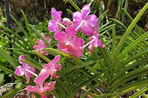  Le Jardin des Orchidées: Un paradis floral vibrant et envoûtant pour les passionnés !